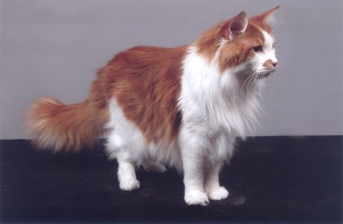 *NL Comedy Capers Frutti Pepino (Garfield)