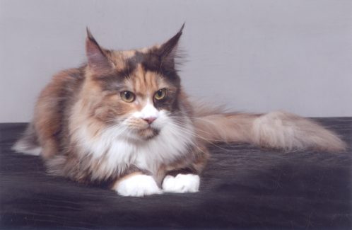 *NL Chriscoon Angie (Pluis)