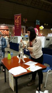 2014-04-21 Pluis Apeldoorn Mundikat 02