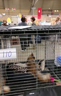 2014-04-21 Pluis Apeldoorn Mundikat 09