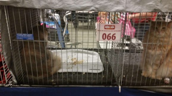 2014-10-05 Pluis Groningen Mundikat 13