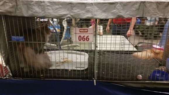 2014-10-05 Pluis Groningen Mundikat 14