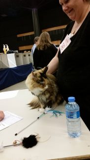 2015-04-06 Pluis Groningen Mundikat 01