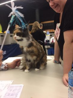 2015-04-06 Pluis Groningen Mundikat 25