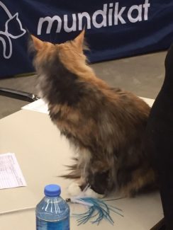 2015-04-06 Pluis Groningen Mundikat 26