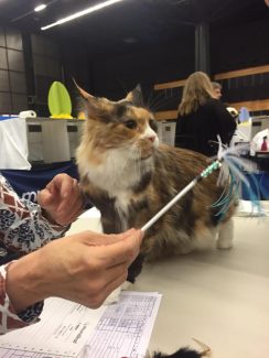 2015-04-06 Pluis Groningen Mundikat 29