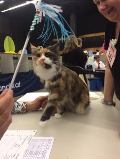 2015-04-06 Pluis Groningen Mundikat 30