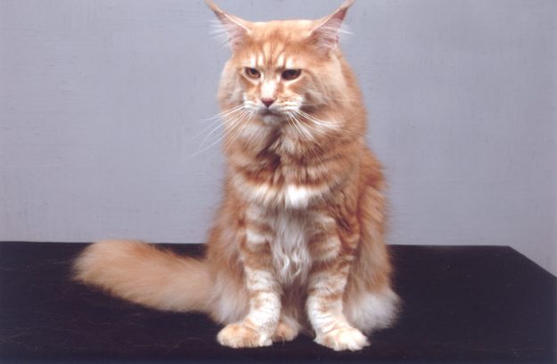 NL Chriscoon Don Pablo (Dikkie Dik) 001