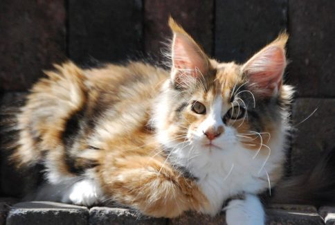 NL Chriscoon Jean Genie (Marie) 001