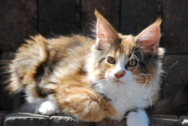 NL Chriscoon Jean Genie (Marie) 001