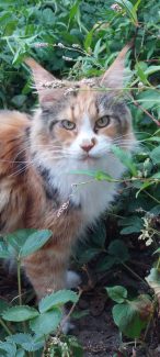 NL Chriscoon Jean Genie (Marie) 002