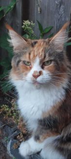 NL Chriscoon Jean Genie (Marie) 003