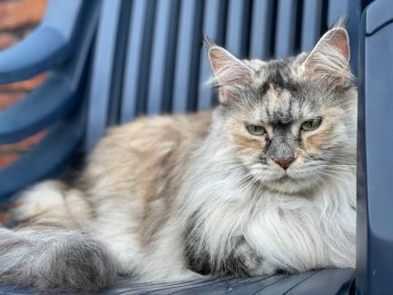 NL Unique KingCats Lola 001