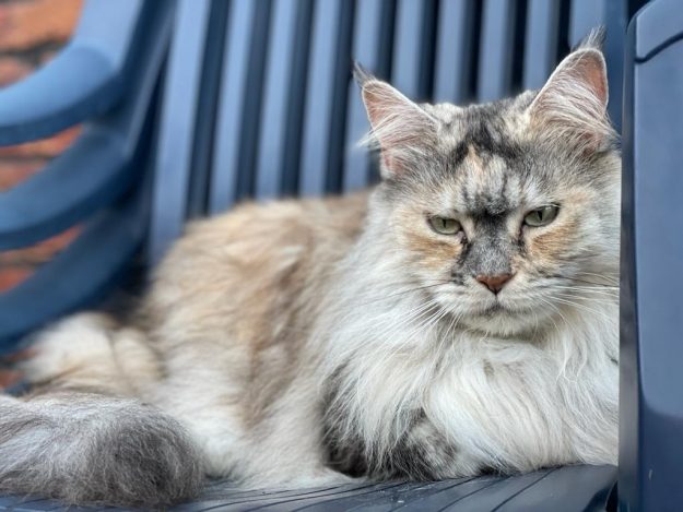 NL Unique KingCats Lola 001