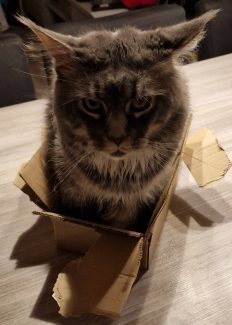 NL Unique KingCats Pumbaa 002