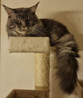 NL Unique KingCats Pumbaa 003