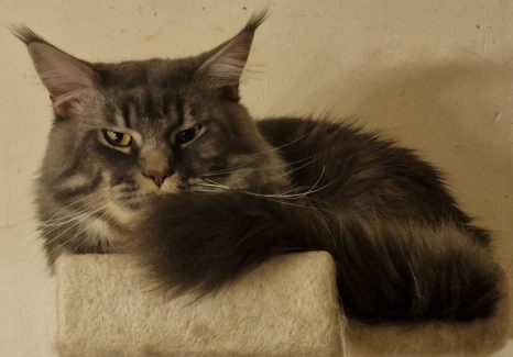 NL Unique KingCats Pumbaa 001