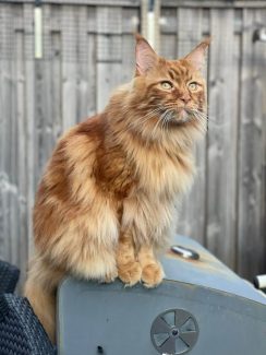 NL Unique KingCats Remy 002