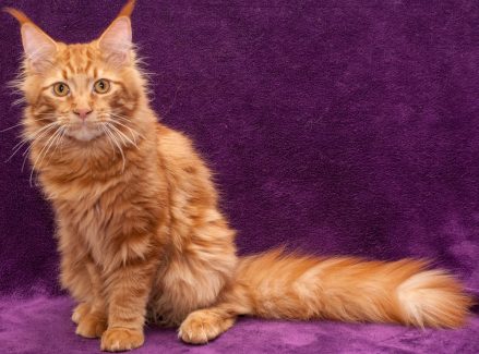 NL Unique KingCats Remy 001