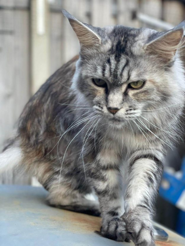 NL Unique KingCats Shenzi 001