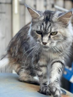 NL Unique KingCats Shenzi 001