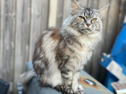 NL Unique KingCats Shenzi 002