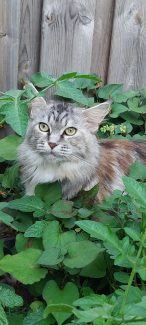 NL Unique KingCats Shenzi 003