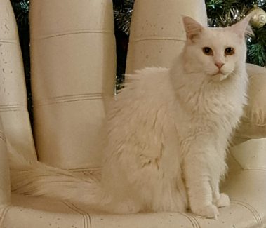 SE Pelumi’s Destiny (Luna) 001