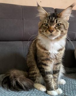 UA Elite Planet Narcissus (Gabber) 001