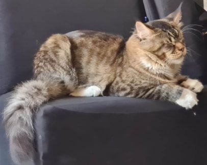 UA Elite Planet Narcissus (Gabber) 010