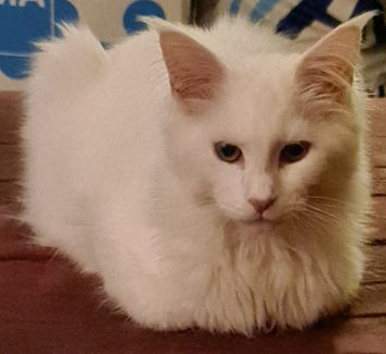 SE Pelumis Destiny (Luna) 002