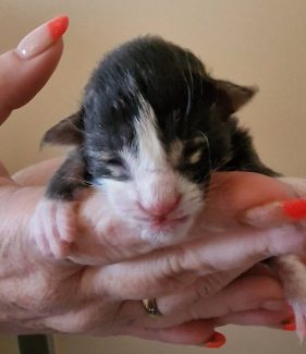 2023-05-05 Unique KingCats Pluto 01