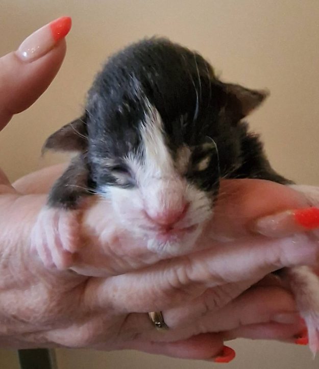 2023-05-05 Unique KingCats Pluto 01