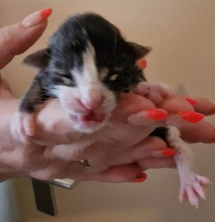 2023-05-05 Unique KingCats Pluto 02