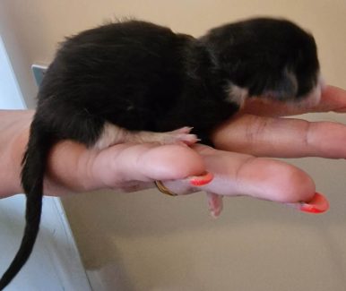 2023-05-05 Unique KingCats Pluto 03