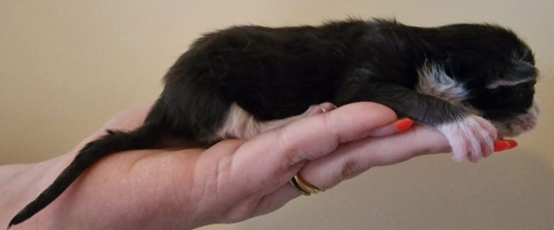 2023-05-05 Unique KingCats Pluto 04