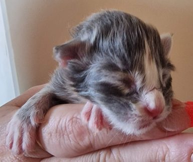 2023-05-05 Unique KingCats Saturn 01