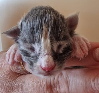 2023-05-05 Unique KingCats Saturn 02