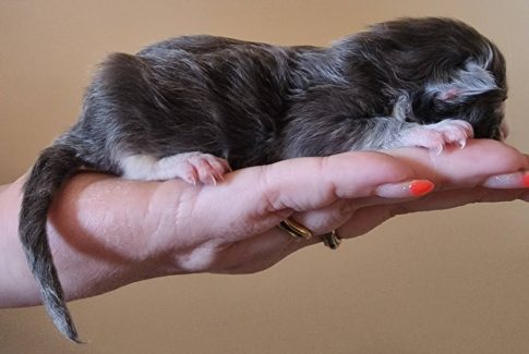 2023-05-05 Unique KingCats Saturn 03