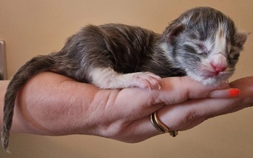 2023-05-05 Unique KingCats Saturn 04