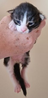 2023-05-14 Unique KingCats Pluto 05