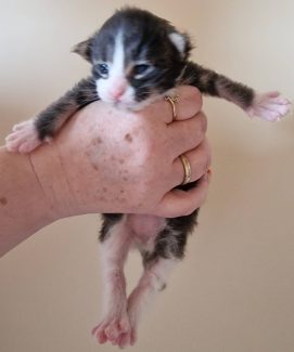 2023-05-14 Unique KingCats Pluto 06