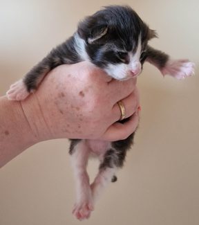 2023-05-14 Unique KingCats Pluto 07