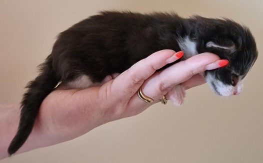 2023-05-14 Unique KingCats Pluto 08