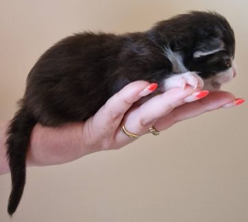 2023-05-14 Unique KingCats Pluto 09