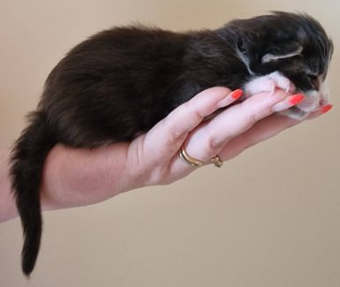 2023-05-14 Unique KingCats Pluto 10