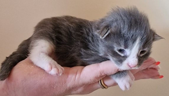 2023-05-14 Unique KingCats Saturn 05