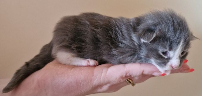 2023-05-14 Unique KingCats Saturn 06