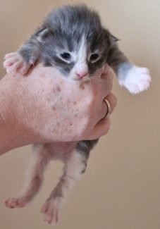 2023-05-14 Unique KingCats Saturn 07