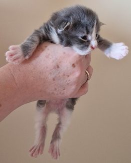 2023-05-14 Unique KingCats Saturn 08